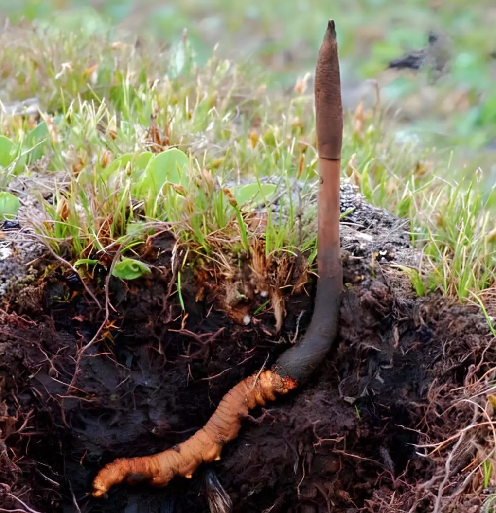 Đông trùng hạ thảo và hoạt chất Cordycepin